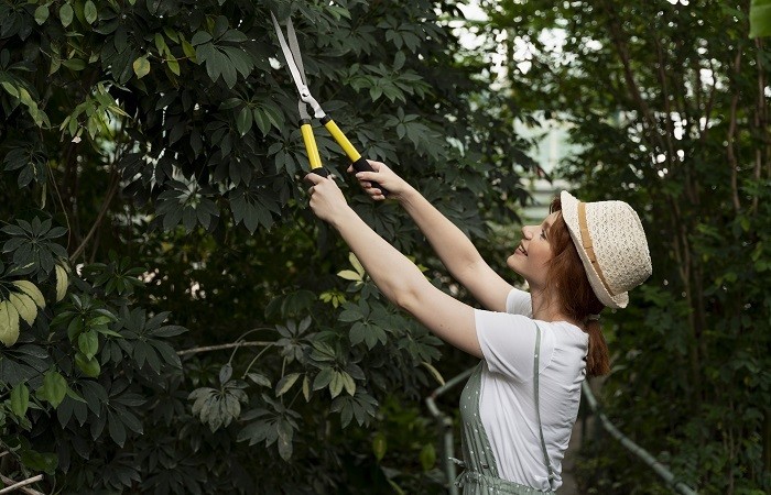Tree Service in Vienna VA